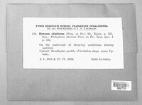 Veluticeps abietina image